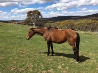 Comara Station bred Mare