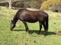 Australia Stock Horse Black Mare