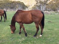 Thoroughbred Gelding
