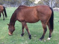 Thoroughbred Gelding